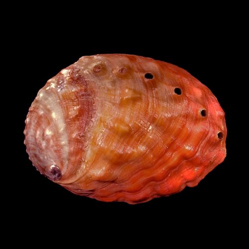 Red Abalone