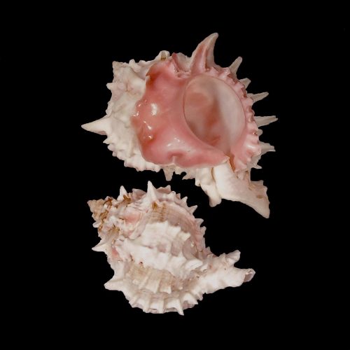 Shell Pink Murex 3-3.5"