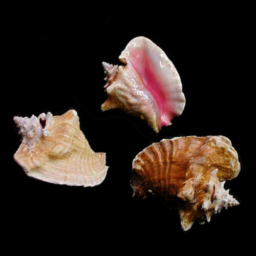 Shell pink conch-cracked 8-9”