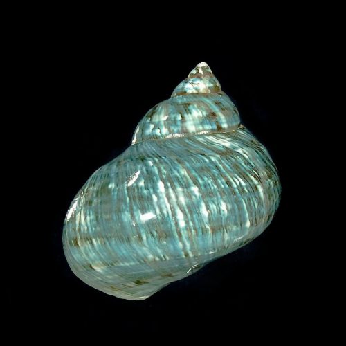 Shell Jade Turbo 2.5-3”