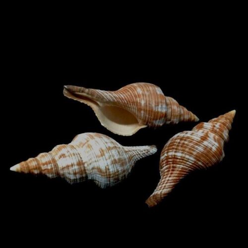 Indian Fox Shell 2-3"