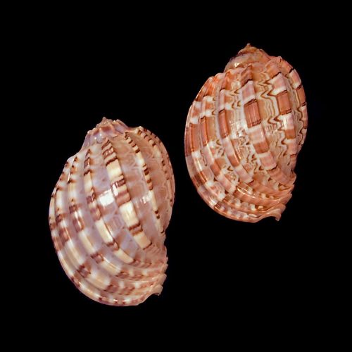 Shell Major Harp 2-2.5"
