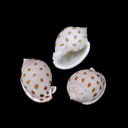 Shell - Japanese Bonnet 3"