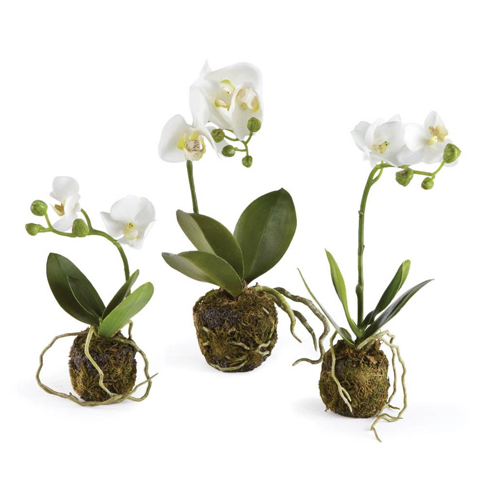 Phalaenopsis Orchid Drop-Ins