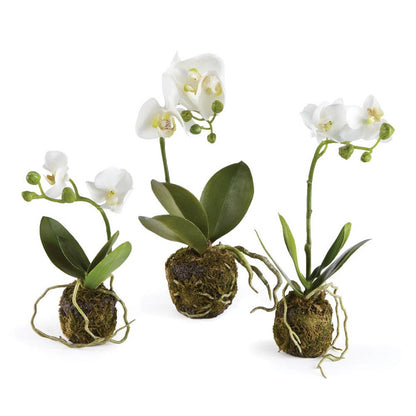 Phalaenopsis Orchid Drop-Ins