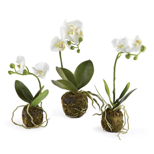 Phalaenopsis Orchid Drop-Ins