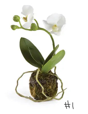 Phalaenopsis Orchid Drop-Ins
