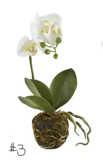 Phalaenopsis Orchid Drop-Ins