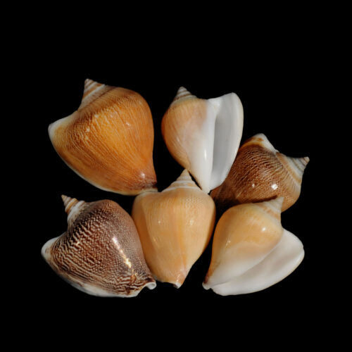 Dog conch SM 2"