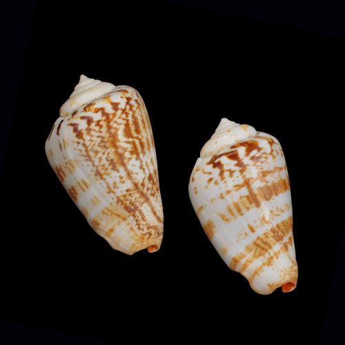 Strawberry Conch 2.25"