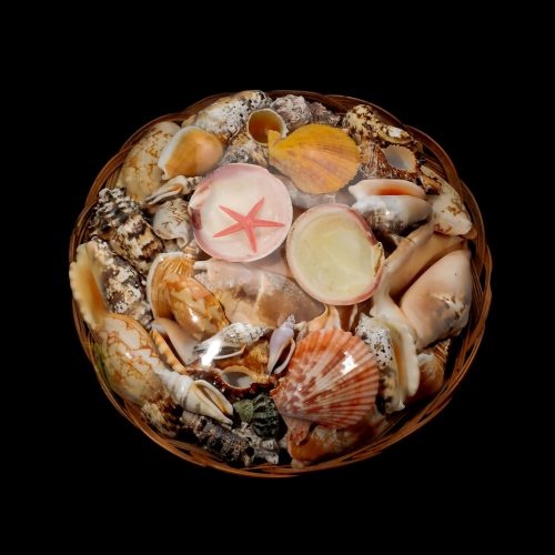 Basket of shells