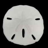 Mini Sand dollar keyhole fla.