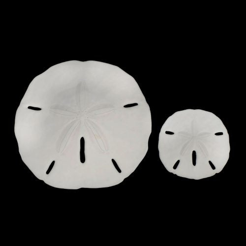 Sand dollar keyhole 2.5-3"