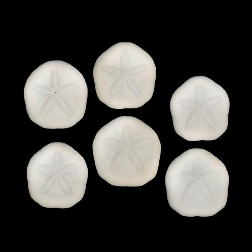 Sea Cookies