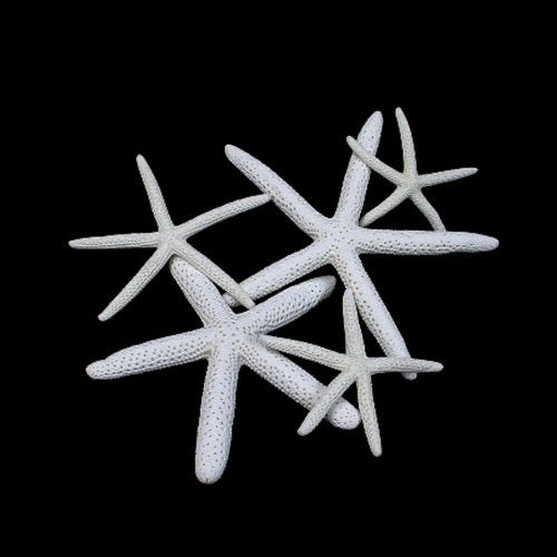 Starfish - White Linka
