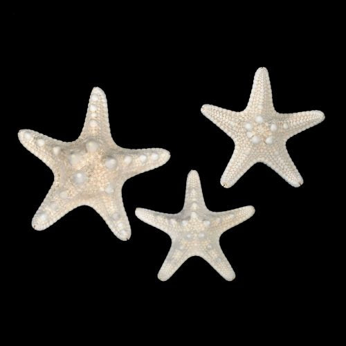 Starfish white knobby 2.5"