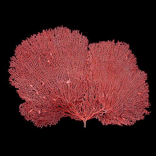 Red Sea Fan 7-10"