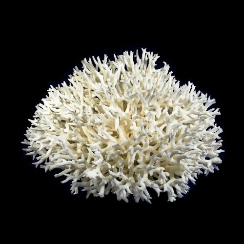 Lace Coral