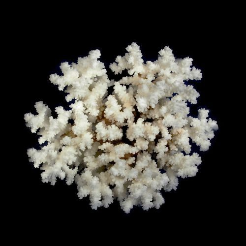 Brownstem Coral