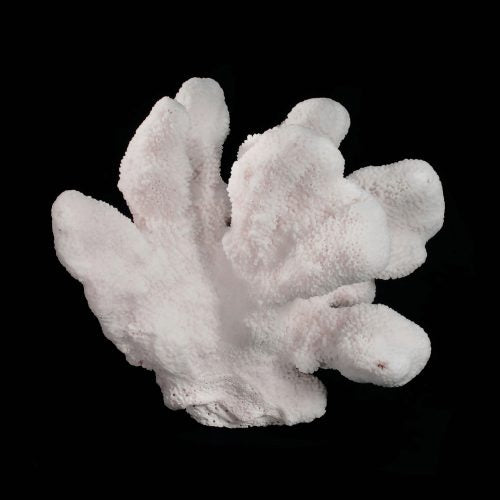 Catspaw Coral 7"-10"