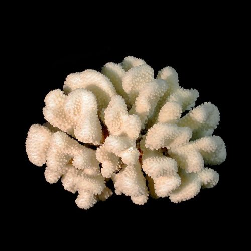 Coral Cluster 5-7"