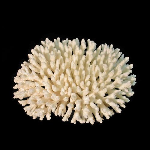 Table Coral 7"-10"