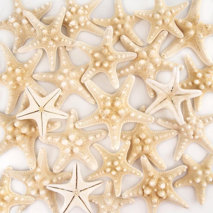 Starfish knobby natural 2-2.5”
