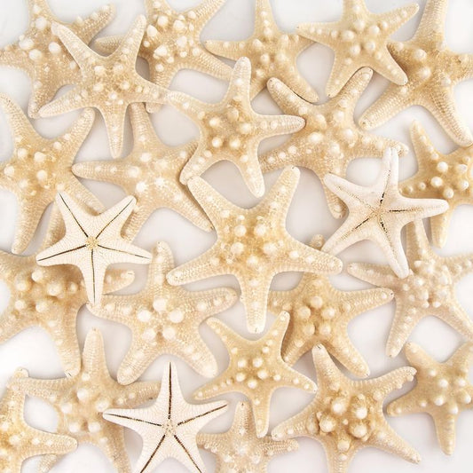 Starfish knobby natural 2-2.5”