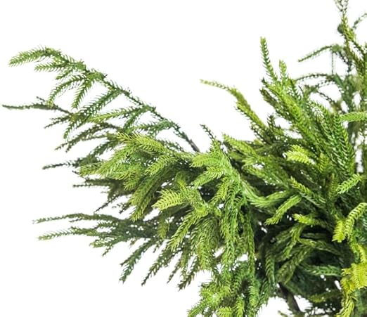 Norfolk Pine Spray