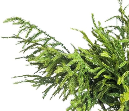 Norfolk Pine Spray