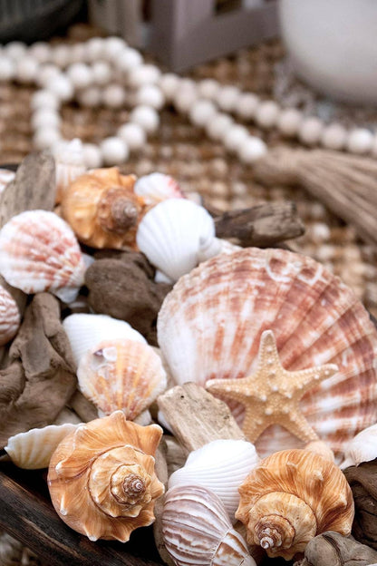 Starfish & Seashells Potpourri