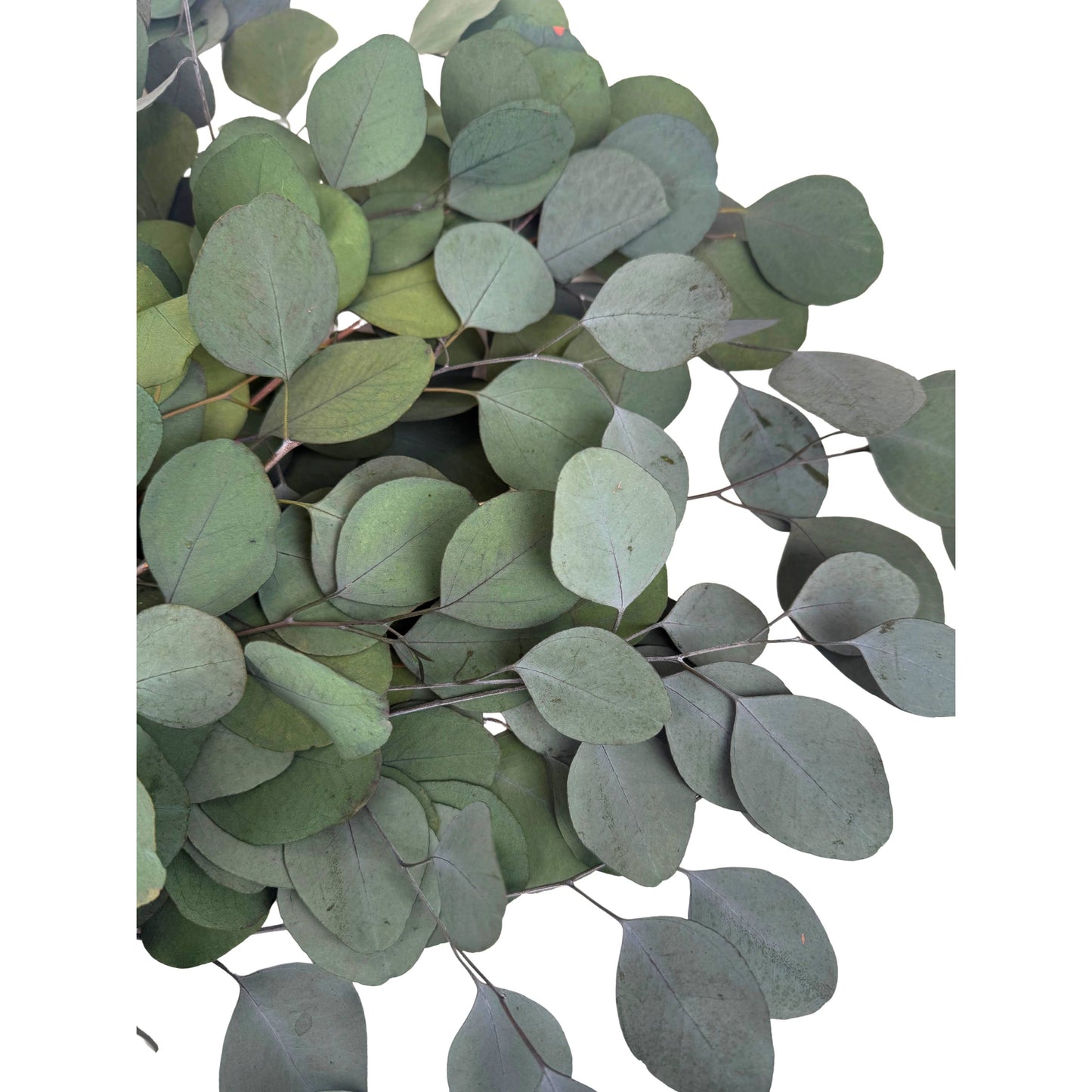 Silver Dollar Eucalyptus Bouquet