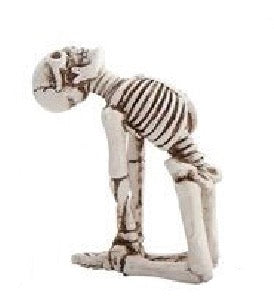 Skeleton in Yoga Pose, 5 Styles