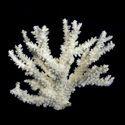 Branch (Finger) Coral