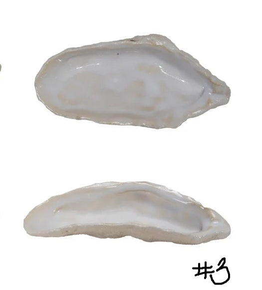 Oyster Shell Shaped Bowls