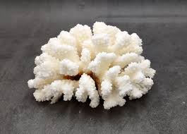Coral Cluster 5-7"