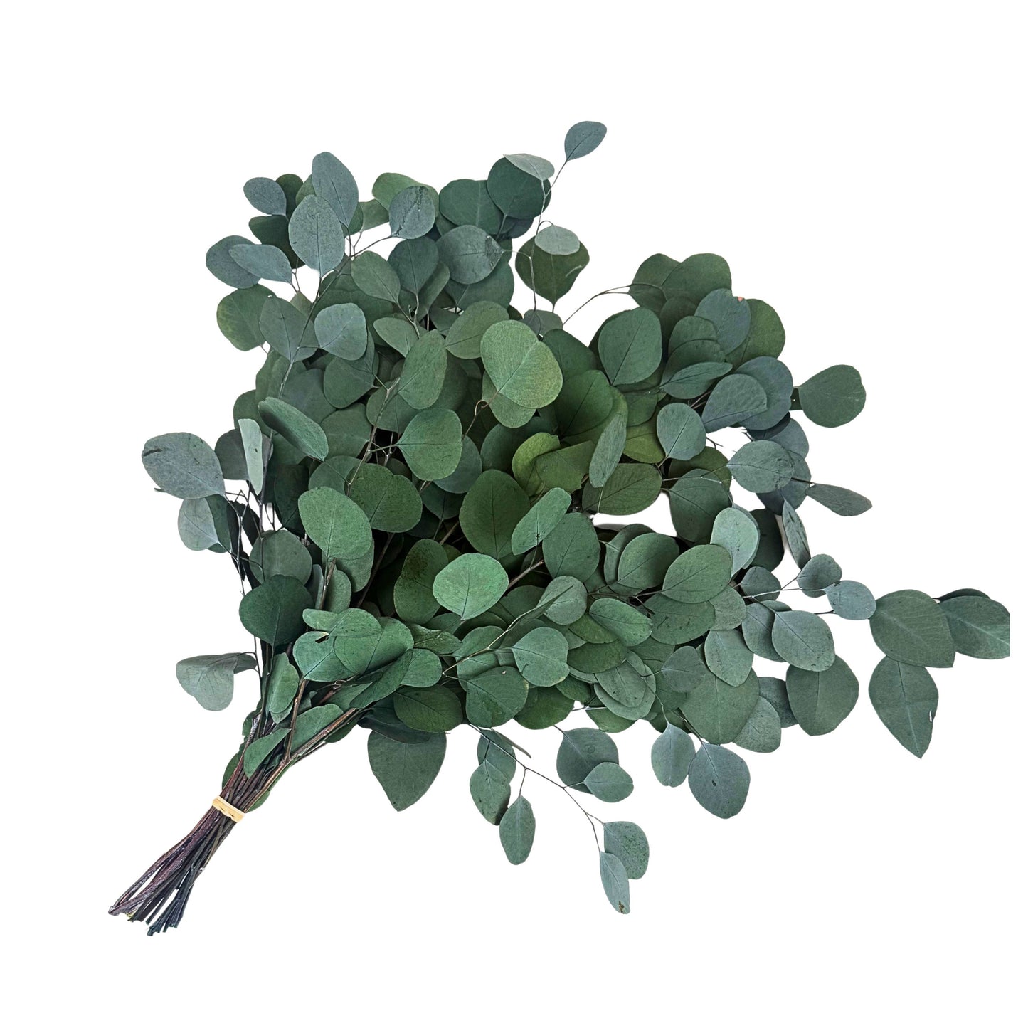 Silver Dollar Eucalyptus Bouquet