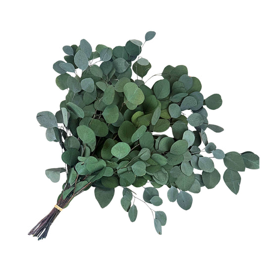 Silver Dollar Eucalyptus Bouquet