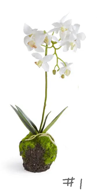 Dendrobium Orchid Drop-Ins 12"