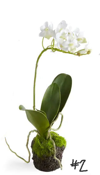 Dendrobium Orchid Drop-Ins 12"