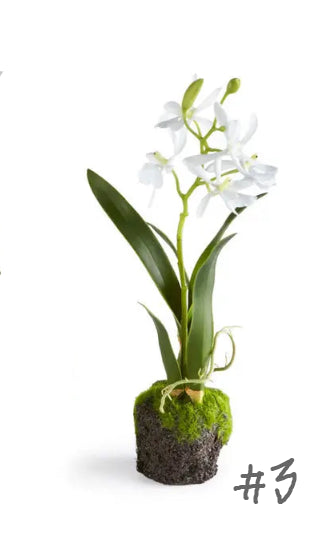 Dendrobium Orchid Drop-Ins 12"