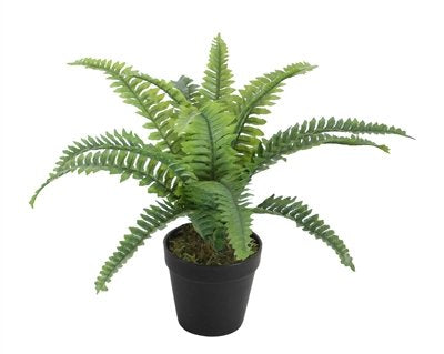 Plant Boston Fern