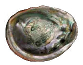 Two abalone shells with a textured surface and natural coloration.