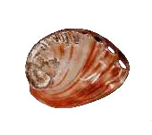Red Abalone