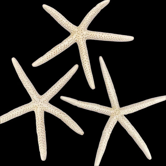 Small Finger (linka) Starfish